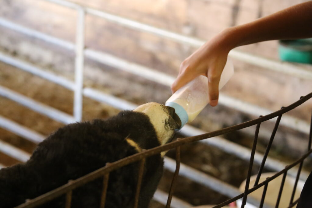 Bébé anon à l'Asinerie Mosell'âne